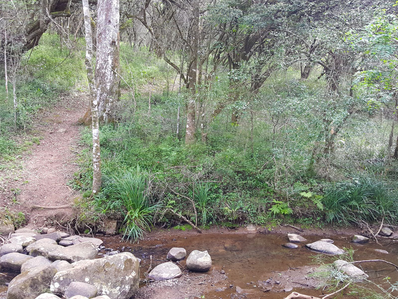 forest-walks Yellowwood Creek Accommodation