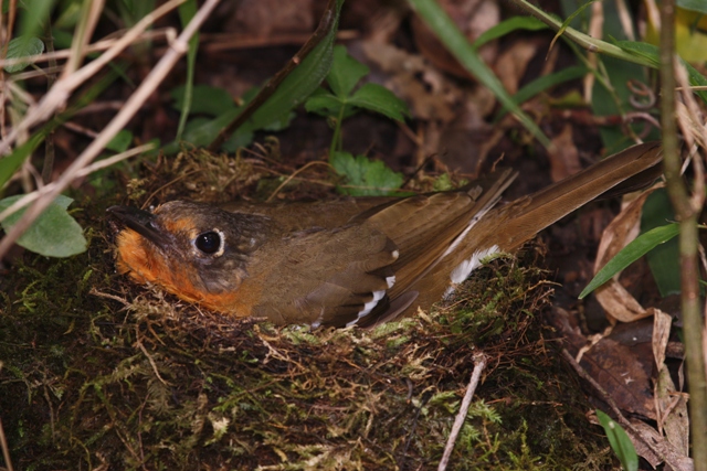 Orange Thrush escape route bird watching