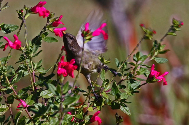 Sunbird - lesser double-collared female escape route bird watching
