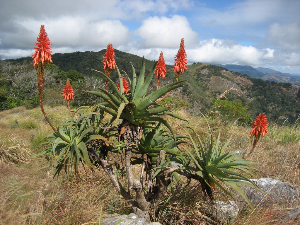 Aloe arborescens on Monte Vumba escape route flora