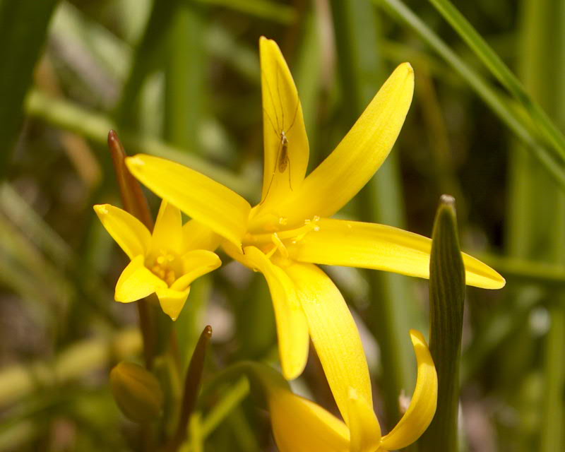 Cyrtanthus breviflorus flowers of the Escape Route