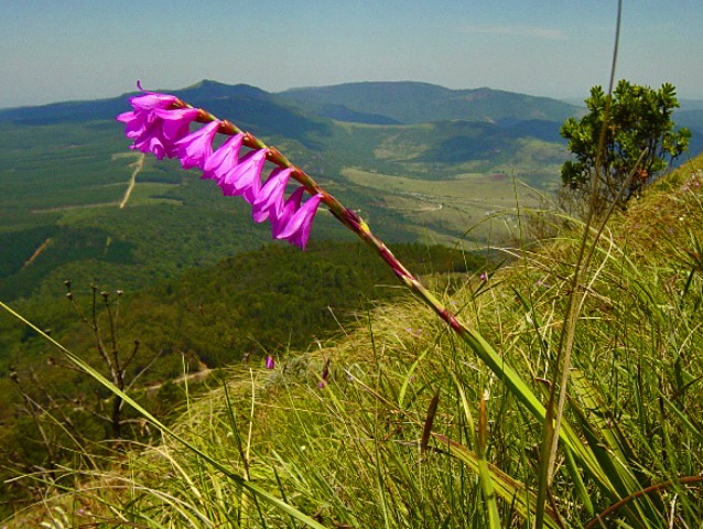 Watsonia amatolae flowering in August