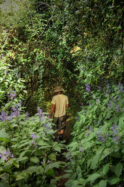 forest walk stutterheim kologha indigenous forest