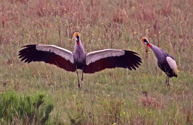 crowned_crane